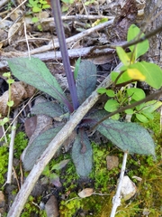 Hieracium venosum