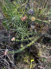 (c) André Deschodt, some rights reserved (CC BY) Leucospermum truncatulum, photograph (c) André Deschodt, some rights reserved (CC BY)