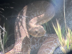 Crotalus ruber