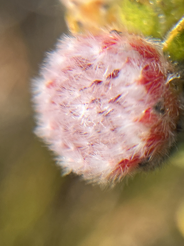 Leucospermum truncatulum, photograph 2