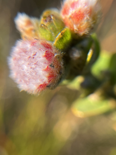 Leucospermum truncatulum, photograph 4