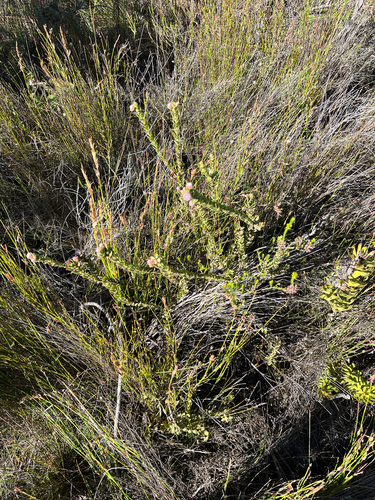 Leucospermum truncatulum