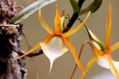 Angraecum viguieri