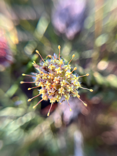 Leucospermum truncatulum, photograph 6