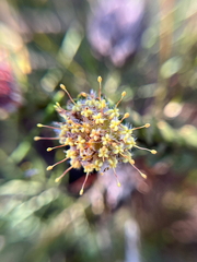 Leucospermum truncatulum, photograph (c) André Deschodt, some rights reserved (CC BY)