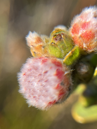 Leucospermum truncatulum, photograph 3