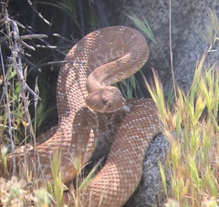 Crotalus ruber