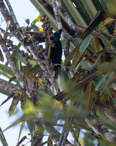Astrapia mayeri observed 2026-06-16