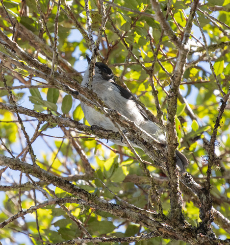 Brown-backed Whistler (Pachycephala modesta), photo 2