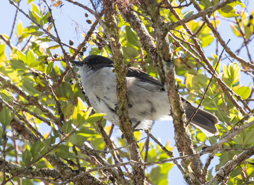 Brown-backed Whistler (Pachycephala modesta)
