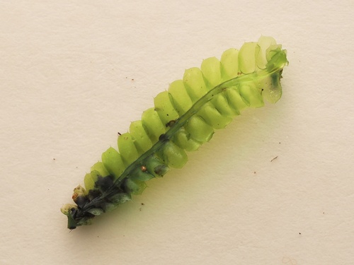 Heteroscyphus coalitus observed 2026-07-27