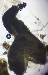 Cercophora silvatica