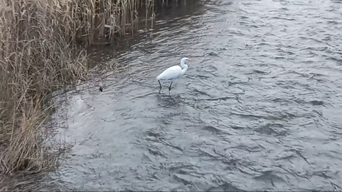 iNaturalist image