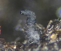 Cercophora silvatica