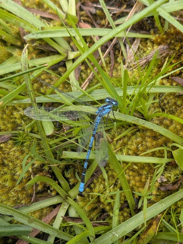 iNaturalist observation photo of Narrow-winged Damselflies