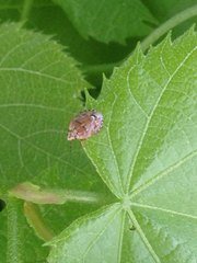 Holcogaster fibulata