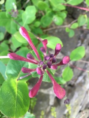 Lonicera × americana