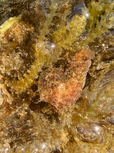 Stylocheilus striatus, 2026-07-26