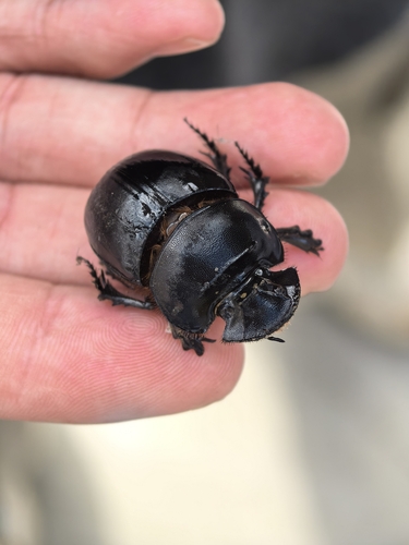 Molossus Dung Beetle
