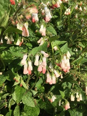 Symphytum × hidcotense