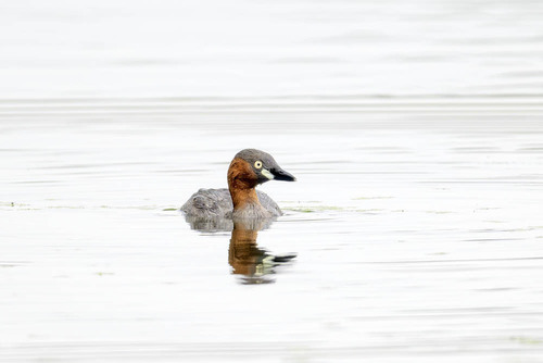iNaturalist image