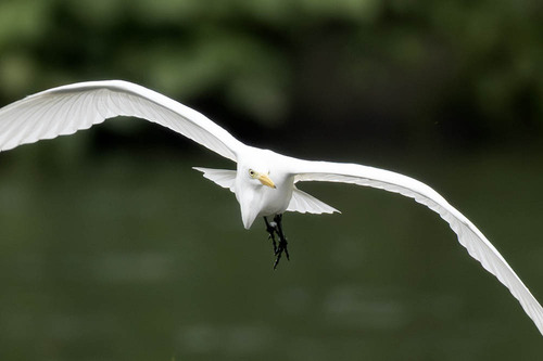 iNaturalist image
