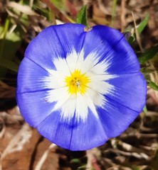 Convolvulus tricolor