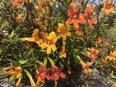 Diplacus × australis