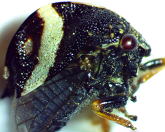 Smilia fasciata
