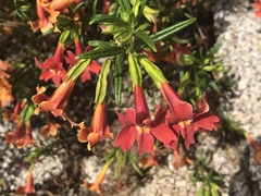 Diplacus × australis