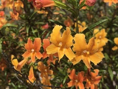 Diplacus × australis