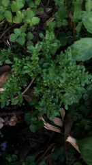 Pilea microphylla image