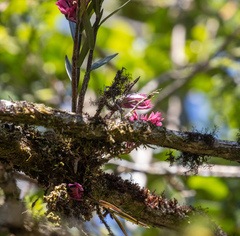 Dendrobium vexillarius