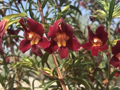 Diplacus × australis