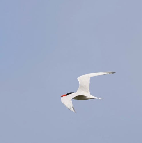 iNaturalist image
