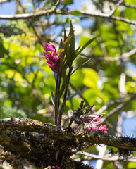 Dendrobium vexillarius, photograph (c) avocat, some rights reserved (CC BY)