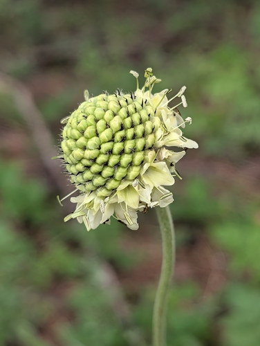 Cephalaria alpina