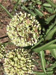 Asclepias asperula