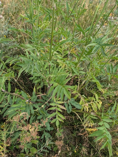 Cephalaria alpina, photograph 3