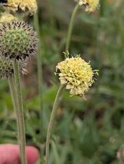 (c) Denis Bastianelli, some rights reserved (CC BY) Cephalaria alpina, photograph (c) Denis Bastianelli, some rights reserved (CC BY)