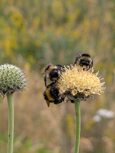 Cephalaria alpina, photograph 5
