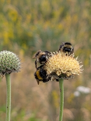 (c) Denis Bastianelli, some rights reserved (CC BY) Cephalaria alpina, photograph (c) Denis Bastianelli, some rights reserved (CC BY)