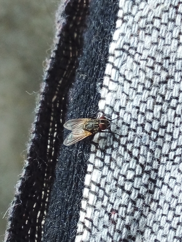 Common House Fly