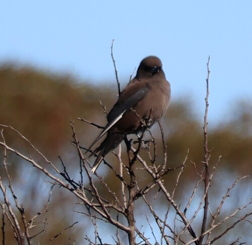 Dusky Woodswallow