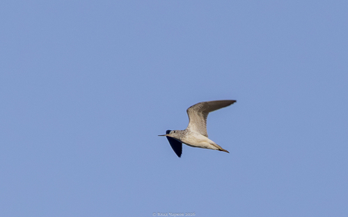 iNaturalist: (c) Vlad Charkov, some rights reserved (CC BY-NC), uploaded by Vlad Charkov iNaturalist image