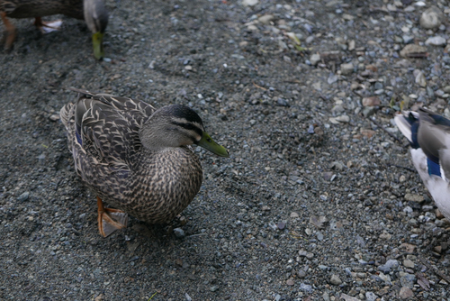 iNaturalist image
