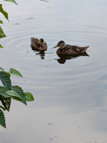 iNaturalist image