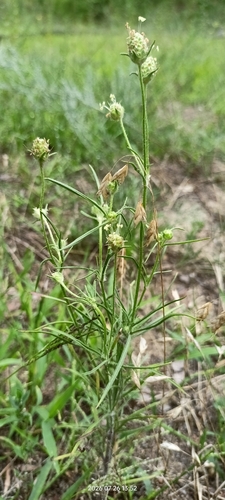 Branched Plantain