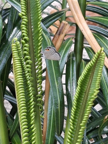 Plains Cupid
