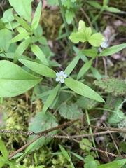 Moehringia macrophylla